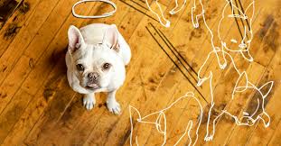 Best cleaner for dog urine on hardwood floors. How To Repair Dog Damage To Wood Flooring This Old House