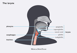 Cancer of the larynx takes the first place among malignant tumors of the head and neck, accounting for 2.6% of the total incidence of malignant tumors. Larynx Location Anatomy Function And More