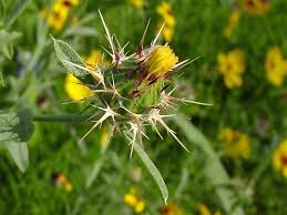The goal is to improve water quality by reducing runoff and conserve local water supplies by selecting ecologically appropriate native or adapted plants that require less water, pesticides, and fertilizers. Texas Gardening Texas Native Plant Pictures By Color Yellow 1 By Htop