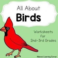 Birds Worksheet Packet Bird Unit Study Birds For Kids Worksheets