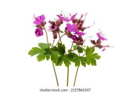 Image result for Geraniaceae