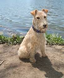 Image result for lakeland teriér