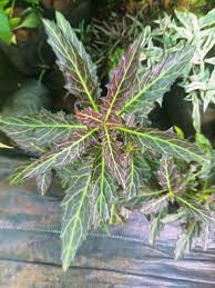 Image result for Gynura pseudochina