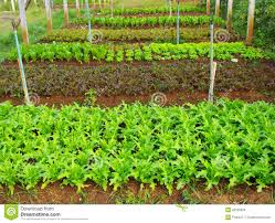 To be successful, you need more than a green thumb and the willingness to get your hands dirty. Eco Farm Business Plan