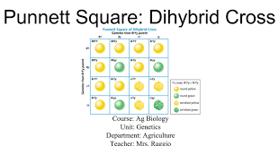 Punnet squares monohybrid, dihybrid, and trihybrid crosses « kaiserscience these pictures of this page are about:how to do dihybrid punnett square. 4 Punnett Square Dihybrid Cross Google Slides