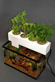 Cara Membuat Aquaponik Sederhana Aquaponics Hidroponik Kolam Ikan