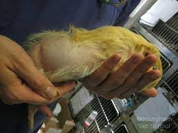 Nasal discharge, a loss of appetite and has had some weight loss. Guinea Pig Hair Loss Treatment