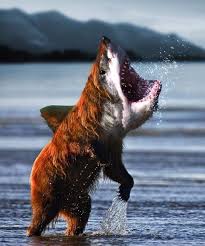 30 Super Cool Animal Hybrids 30 Photos Klyker Com Photoshopped Animals Animal Mashups Shark Pictures