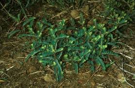 Image result for Tephrosia linearis