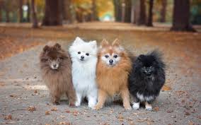 He is a small bread, loves to play with kids an. Pomeranian Colors Complete List Of All 13 Recognized Coat Colors All Things Dogs All Things Dogs