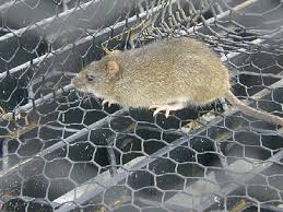 Calassomys apicalis é uma espécie de roedor da família cricetidae. Sigmodontinae Wikiwand