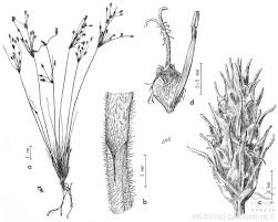 Image result for Fimbristylis squarrosa