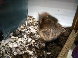 Mats in cat fur are not only unsightly, but they are also painful to your cat. Matted Fur Degu And Chinchilla World