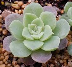 pin by qq on 肉肉 plants succulents