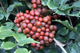 Image result for Leea guineensis