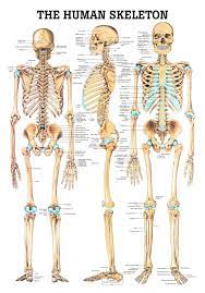 Japanese illustrator shows how humans would look if we had various animals' bone. The Human Skeleton Laminated Anatomy Chart Skeleton Anatomy Human Skeleton Anatomy Skull Anatomy