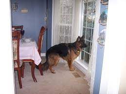 Potty Training Your Gsd Puppy Without Losing Your Mind Shepped Com