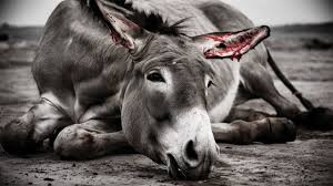 Animal cruelty: Donkey's ears chopped off in Rawalpindi district