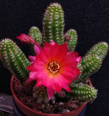 Maybe you would like to learn more about one of these? Photo Of The Entire Plant Of Peanut Cactus Echinopsis Chamaecereus Rainbow Posted By Heart2heart Garden Org