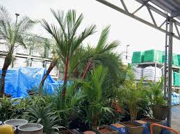 Lipstick Palms At Hilo Home Depot Discussing Palm Trees Worldwide Palmtalk