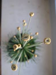 Image result for Syngonanthus