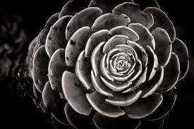 Maybe you would like to learn more about one of these? Flower Bianco E Nero Black Black And White Fiore Fiori Flowers Rose Zodiac Hd Wallpaper Peakpx