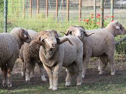 The development of the rambouillet breed started in 1786, when louis xvi purchased over 300 spanish merinos (318 ewes, 41 rams, seven wethers) from his cousin, king charles iii of spain. Rambouillet Sheep Lorelei Hankins Ranch
