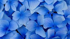We have 20 images about background bunga including image. Wallpaper Bunga Bunga Alam Latar Belakang Biru Bunga Biru Kelopak Bunga Semacam Bunga Menanam Daun Bunga 1366x768 Px Wallpaper Komputer Tanaman Berbunga Hydrangeaceae Cornales 1366x768 Coolwallpapers 832641 Hd Wallpapers Wallhere