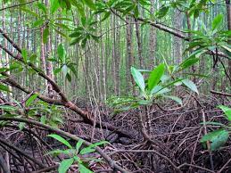 Hutan memang tidak punya suara, tetapi hutan adalah salah satu kekayaan nkri yang layak dipertahankan. Memanfaatkan Stok Karbon Pada Mangrove Cifor Forests News