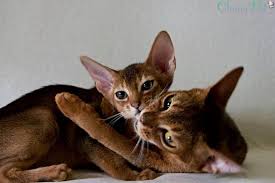 Learn more about adopting an abyssinian kitten or cat. Abyssinian Abyssinian Kittens Abyssinian Cat Price Abyssinian Kittens For Sale Abyssinian Ca Abyssinian Cats Abyssinian Kittens For Sale Abyssinian Kittens