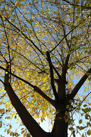 However, this can lead interesting rainbow palettes . Hd Wallpaper Leaves Yellow Aesthetic Autumn Branches Bright Yellow Wallpaper Flare