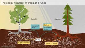 Trees Communicate With One Another Through The Underground Web Scientists Have Known That Trees Communicate With One A Tree Symbiotic Relationships Tree Map