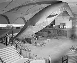 The blue whale is the largest animal to ever live, in the entire history of earth. Blue Whale Model American Museum Of Natural History