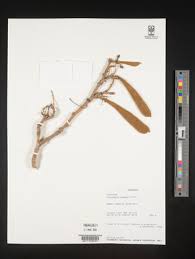 Image result for Millettia drastica