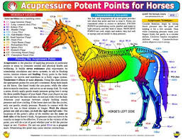 Equine Acupressure Chart Equine Acupressure Treatments Build Stress Resistance Plus Rejuvenates The Horse S Body By S Horse Massage Equine Acupressure Horses