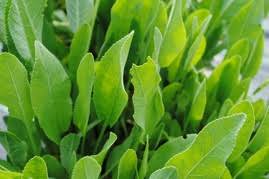 Image result for Tanacetum balsamita