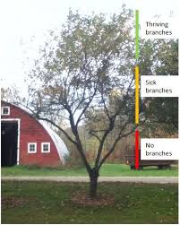 We did not find results for: How To Remedy Die Off Of Lower And Middle Branches On My Plum Tree Gardening Landscaping Stack Exchange