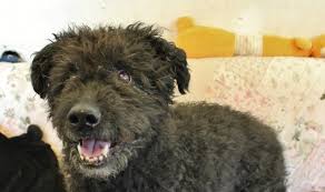 Unsere sendungen zum thema zuhause gesucht. Munchen Johanneskirchen Daglfing Neues Zuhause Gesucht Gino Und Paula Suchen Ein Gutes Platzchen 24 03 2020