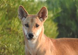 Feral cats have the same basic nutritional needs as house cats, but there are some practical considerations to be made. Dogged Researchers Show That Dingoes Keep Feral Cats In Check Unsw Newsroom