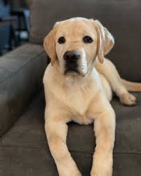 Labrador Yellow Labrador Funny Labrador Dorado Labrador Art Labrador Facts Labrador Silver Labradorpuppy Yellow Labrador Retriever Labrador Funny Labrador Dog