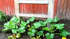 It's even small enough to. Squash The Competition With Your Homegrown Summer Squash Big Bloom Hydroponics