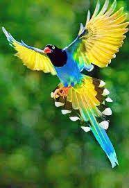 Beautiful Birds Photos Hd Wallpapers Free Download 2019 Latest Nature Wallpapers 2018 Hd 67 Images New Live Wallp Beautiful Birds Nature Birds Colorful Birds