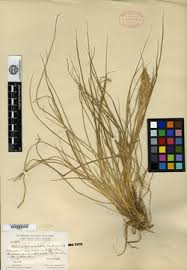 Image result for Chloris mossambicensis