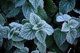 Robert frost was born in san francisco, but his family moved to lawrence, massachusetts, in 1884 following his father's death. Artificial Leaves Made From Aluminium Could Keep Windows Frost Free New Scientist