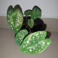 Check spelling or type a new query. File Caladium Florida Clown Jpg Wikimedia Commons