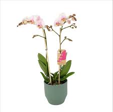 Piccolo vaso bianco con una semplice texture punteggiata. Orchidea Orchidea Farfalla In Vaso Di Ceramica Verde Eline Come Set Altezza 50 Cm 2 Germogli Fiori Bianchi Caratteristica In Vaso Di Ceramica Verde Eline
