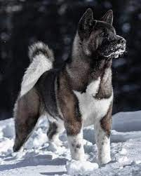 Pin By Doglover On Dog Friendly Trails Akita Puppies American Akita Dog Akita Dog