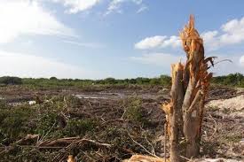 A Mangrove Forest In Cancun That Was Home To Many Crocodiles Boas Eagles Herons Frogs Squirrels And Iguanas Is Des Mangrove Forest Mangrove Mexico Tourist