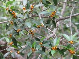 Image result for Ficus obliqua