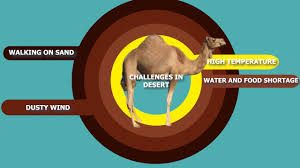 They can eat almost anything and drink from waterholes that are bitter or saline. Adaptation In Camel Youtube